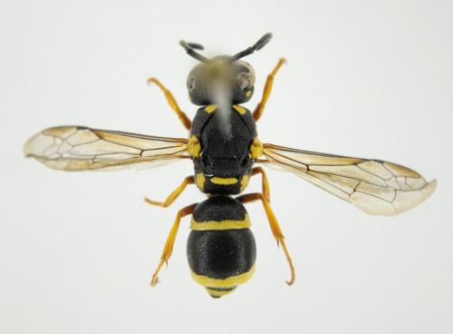 Réf. 240 666 : Eumeninae inconnu